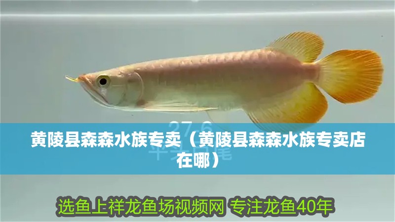黃陵縣森森水族專賣（黃陵縣森森水族專賣店在哪）