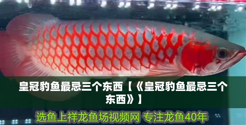 皇冠豹魚最忌三個東西【《皇冠豹魚最忌三個東西》】