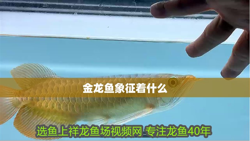 金龍魚象征著什么
