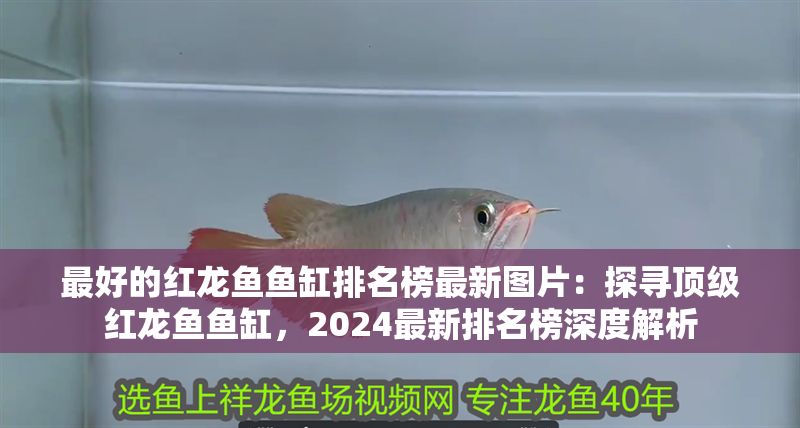 最好的紅龍魚魚缸排名榜最新圖片：探尋頂級紅龍魚魚缸，2024最新排名榜深度解析