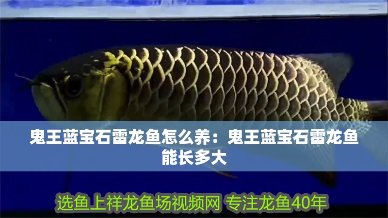 鬼王藍寶石雷龍魚怎么養：鬼王藍寶石雷龍魚能長多大 鬼王藍寶石雷龍魚怎么養：鬼王藍寶石雷龍魚能長多大 水族問答