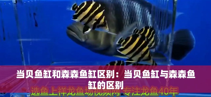 當貝魚缸和森森魚缸區(qū)別：當貝魚缸與森森魚缸的區(qū)別 當貝魚缸和森森魚缸區(qū)別：當貝魚缸與森森魚缸的區(qū)別 魚缸百科