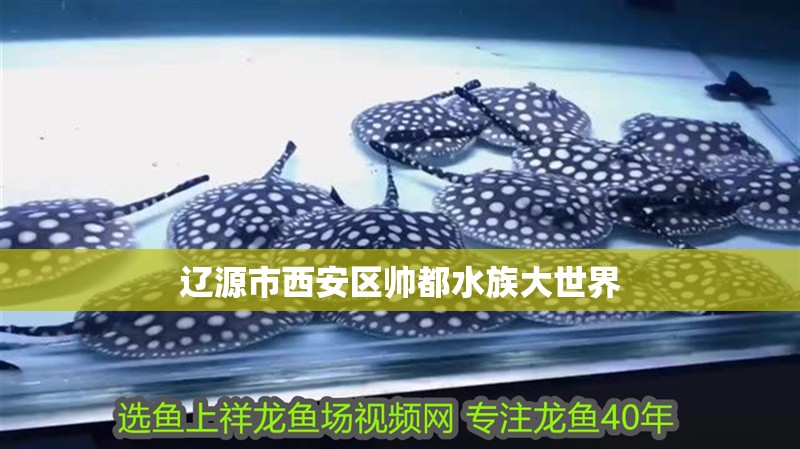 遼源市西安區帥都水族大世界 全國水族館企業名錄 第2張 遼源市西安區帥都水族大世界 遼源市西安區帥都水族大世界 全國水族館企業名錄 第2張