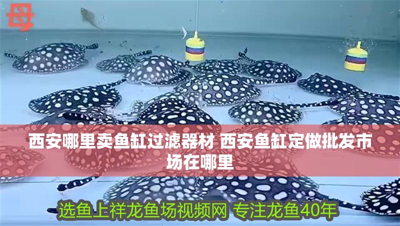 西安哪里賣魚缸過濾器材 西安魚缸定做批發市場在哪里