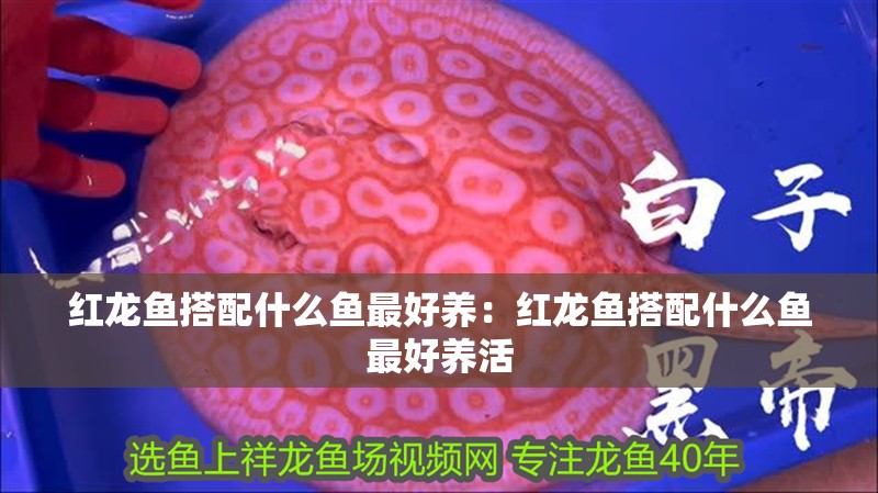 紅龍魚搭配什么魚最好養(yǎng)：紅龍魚搭配什么魚最好養(yǎng)活