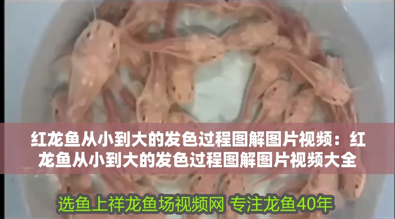 紅龍魚(yú)從小到大的發(fā)色過(guò)程圖解圖片視頻：紅龍魚(yú)從小到大的發(fā)色過(guò)程圖解圖片視頻大全