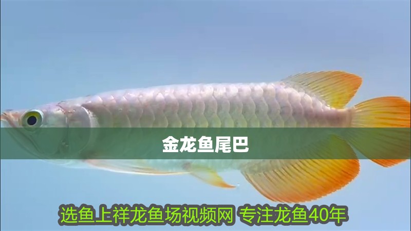 金龍魚尾巴