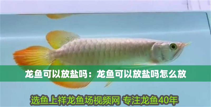 龍魚可以放鹽嗎：龍魚可以放鹽嗎怎么放