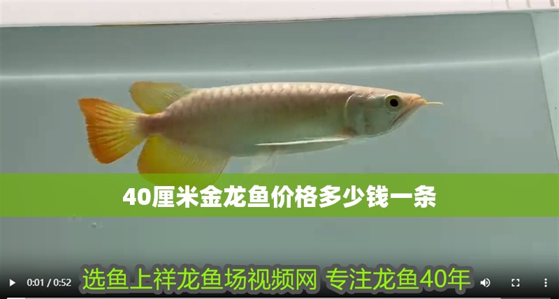 40厘米金龍魚價格多少錢一條