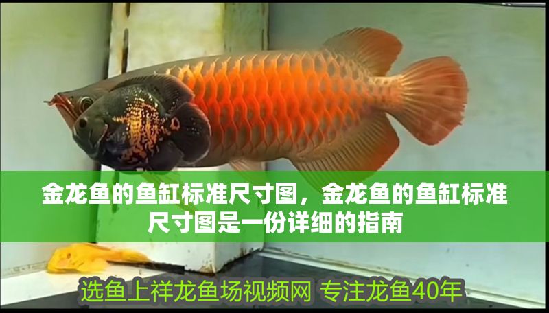 金龍魚的魚缸標準尺寸圖，金龍魚的魚缸標準尺寸圖是一份詳細的指南