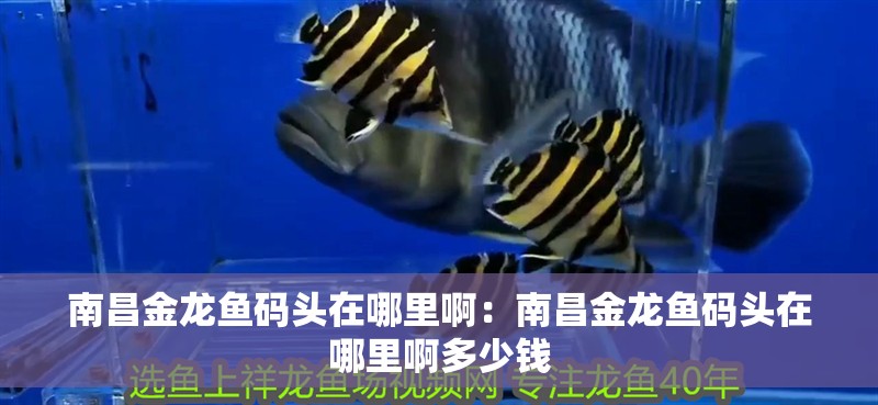<strong><mark>南昌</mark></strong>金龍魚碼頭在哪里啊：<strong><mark>南昌</mark></strong>金龍魚碼頭在哪里啊多少錢