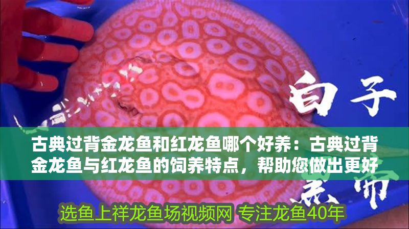 古典過(guò)背金龍魚(yú)和紅龍魚(yú)哪個(gè)好養(yǎng)：古典過(guò)背金龍魚(yú)與紅龍魚(yú)的飼養(yǎng)特點(diǎn)，幫助您做出更好的選擇