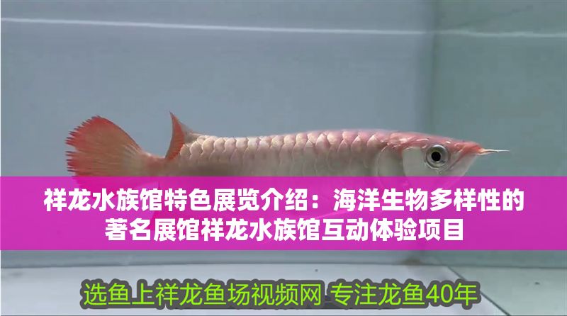 祥龍水族館特色展覽介紹：海洋生物多樣性的著名展館祥龍水族館互動體驗項目