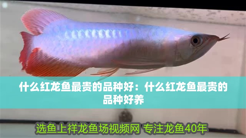 什么紅龍魚最貴的品種好：什么紅龍魚最貴的品種好養(yǎng)