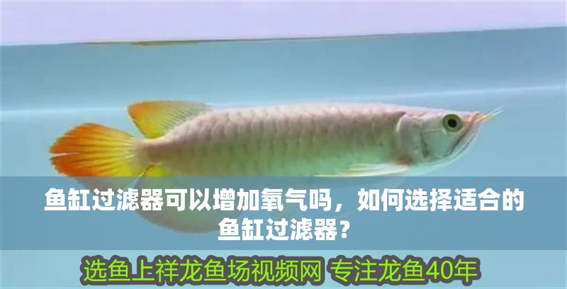 魚缸過濾器可以增加氧氣嗎，如何選擇適合的魚缸過濾器？