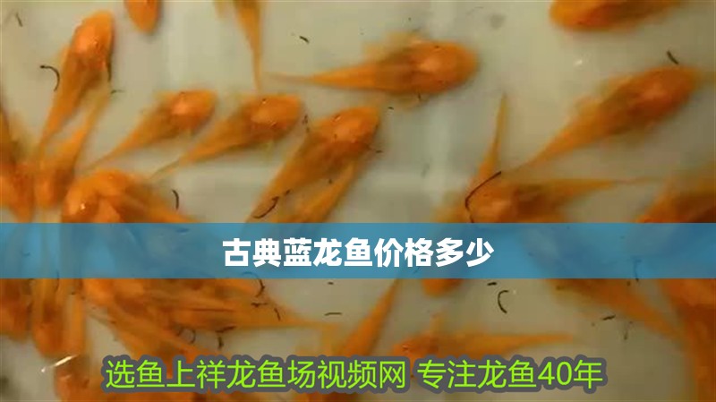 古典藍龍魚價格多少