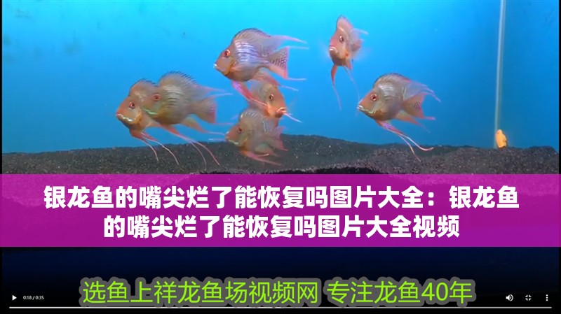 銀龍魚的嘴尖爛了能恢復嗎圖片大全：銀龍魚的嘴尖爛了能恢復嗎圖片大全視頻