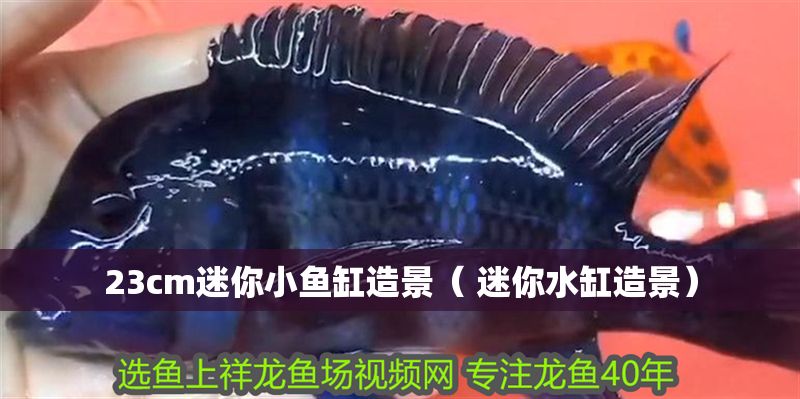 23cm迷你小魚缸造景（ 迷你水缸造景） 23cm迷你小魚缸造景（ 迷你水缸造景） 元寶鳳凰魚百科 第1張