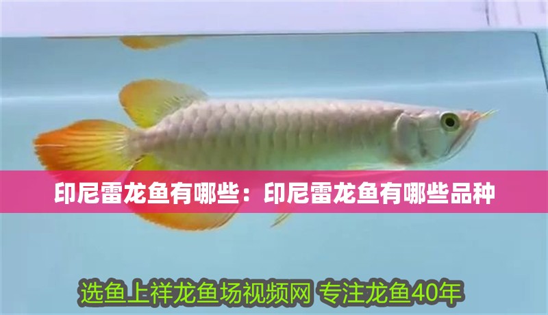 印尼雷龍魚有哪些：印尼雷龍魚有哪些品種
