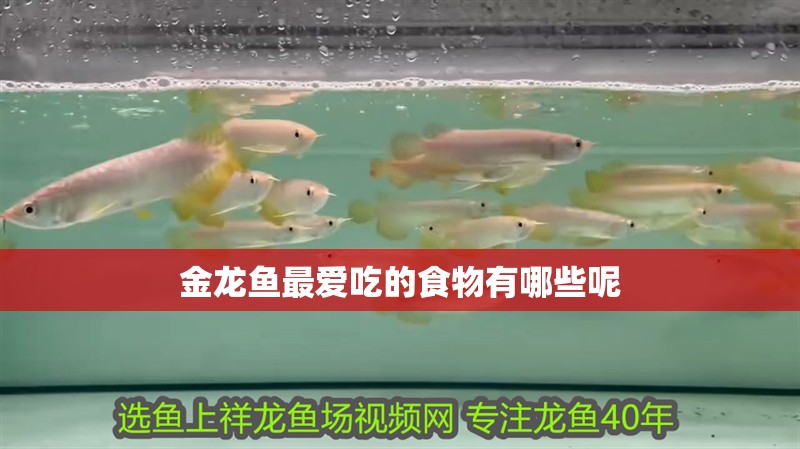 金龍魚最愛吃的食物有哪些呢