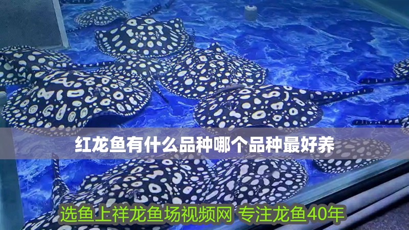 紅龍魚有什么品種哪個品種最好養
