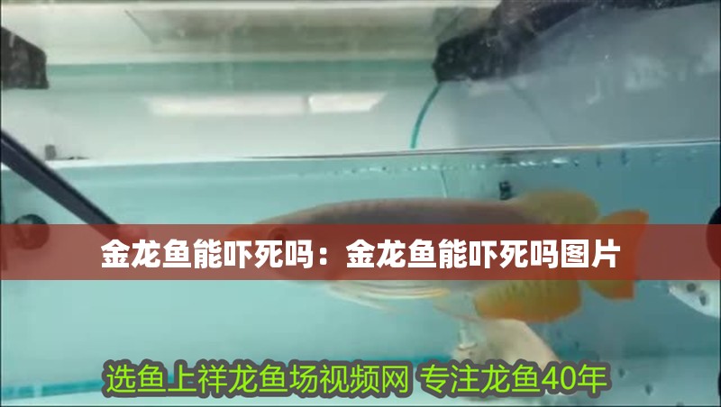 金龍魚能嚇死嗎：金龍魚能嚇死嗎圖片