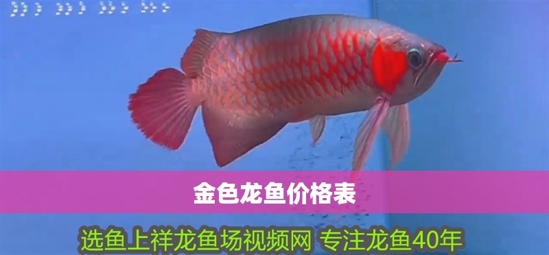 金色龍魚價格表