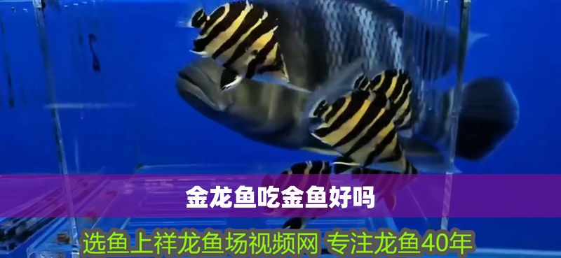 金龍魚吃金魚好嗎