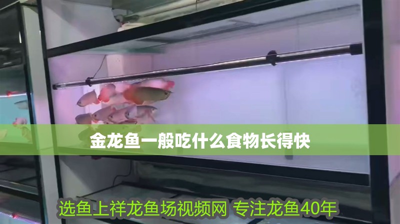 金龍魚一般吃什么食物長得快