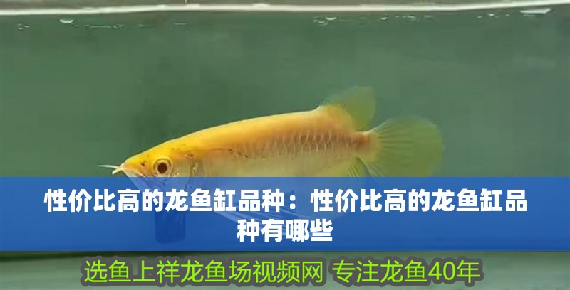 性價比高的龍魚缸品種：性價比高的龍魚缸品種有哪些