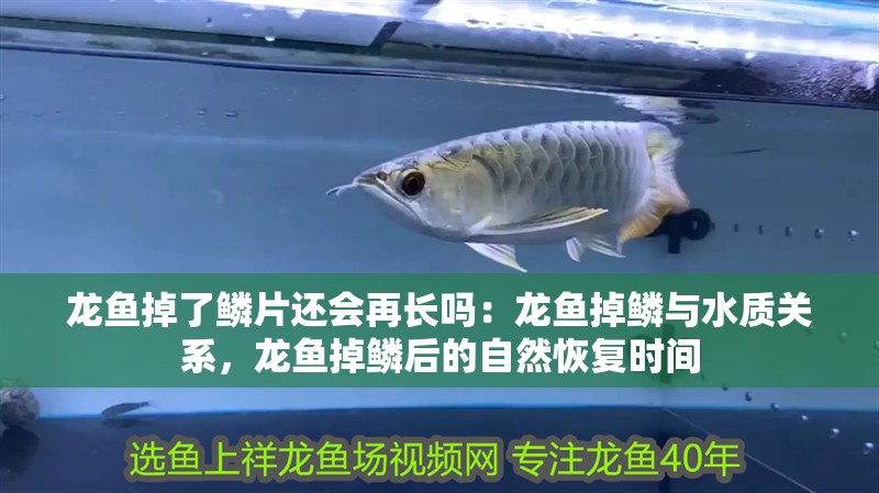 龍魚掉了鱗片還會再長嗎：龍魚掉鱗與水質(zhì)關(guān)系，龍魚掉鱗后的自然恢復(fù)時間