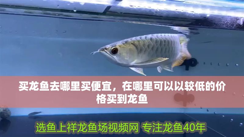 買龍魚去哪里買便宜，在哪里可以以較低的價格買到龍魚