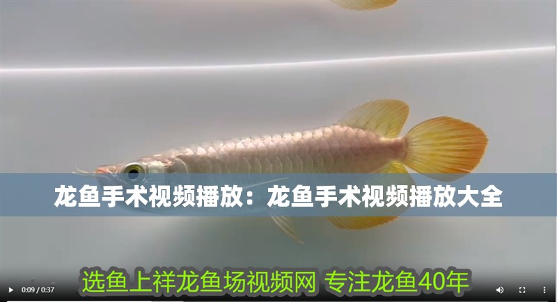 龍魚手術視頻播放：龍魚手術視頻播放大全 龍魚手術視頻播放：龍魚手術視頻播放大全 水族問答
