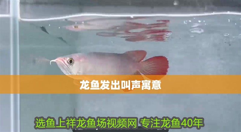 龍魚發(fā)出叫聲寓意