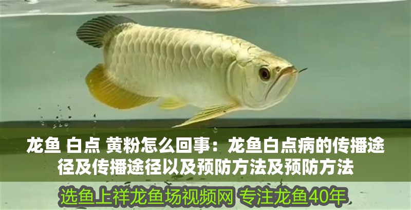 龍魚 白點(diǎn) 黃粉怎么回事：龍魚白點(diǎn)病的傳播途徑及傳播途徑以及預(yù)防方法及預(yù)防方法
