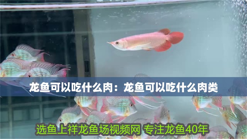 龍魚可以吃什么肉：龍魚可以吃什么肉類
