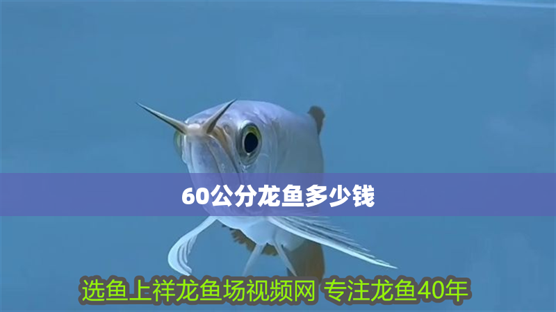 60公分龍魚多少錢 60公分龍魚多少錢 龍魚百科 第2張