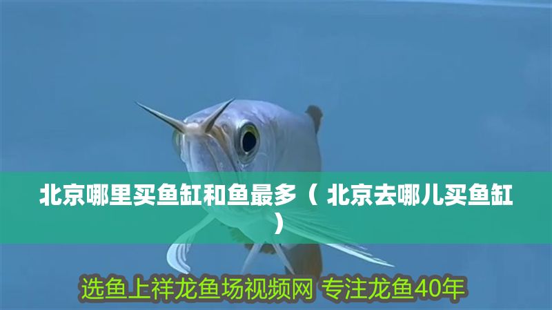 北京哪里買(mǎi)魚(yú)缸和魚(yú)最多（ 北京去哪兒買(mǎi)魚(yú)缸）