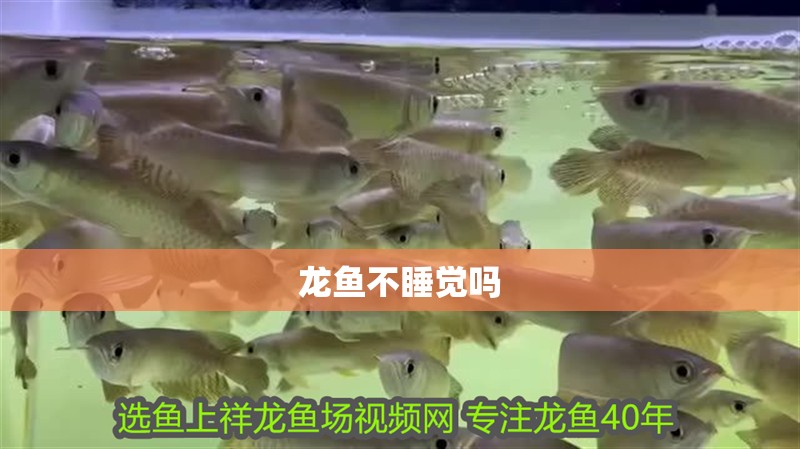 龍魚不睡覺嗎