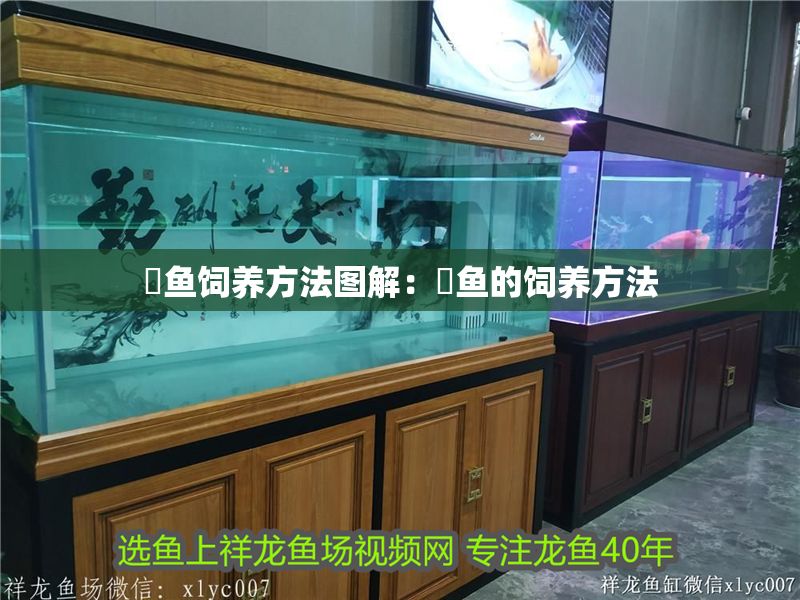 魟魚飼養方法圖解：魟魚的飼養方法