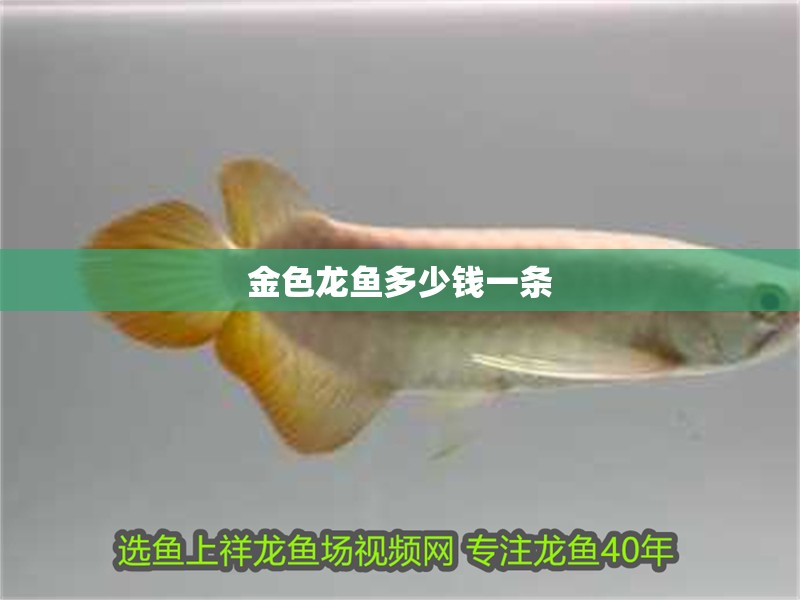 金色龍魚多少錢一條 金色龍魚多少錢一條 龍魚百科 第2張