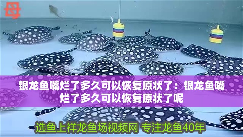 銀龍魚(yú)嘴爛了多久可以恢復(fù)原狀了:銀龍魚(yú)嘴爛了多久可以恢復(fù)原狀了呢 水族問(wèn)答 銀龍魚(yú)嘴爛了多久可以恢復(fù)原狀了:銀龍魚(yú)嘴爛了多久可以恢復(fù)原狀了呢 銀龍魚(yú)嘴爛了多久可以恢復(fù)原狀了:銀龍魚(yú)嘴爛了多久可以恢復(fù)原狀了呢 水族問(wèn)答