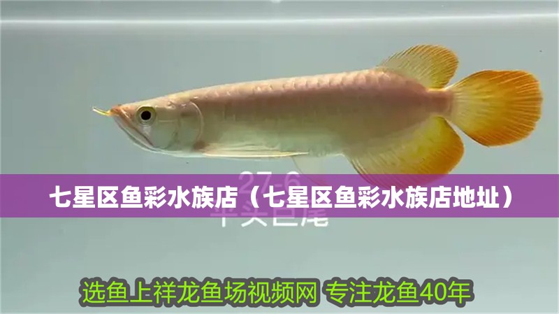 七星區(qū)魚彩水族店（七星區(qū)魚彩水族店地址）