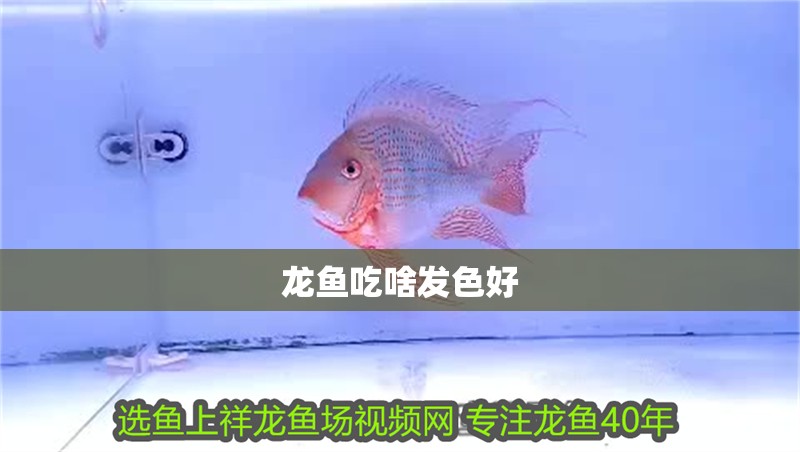 龍魚吃啥發色好