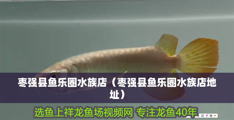 棗強縣魚樂圈水族店（棗強縣魚樂圈水族店地址）