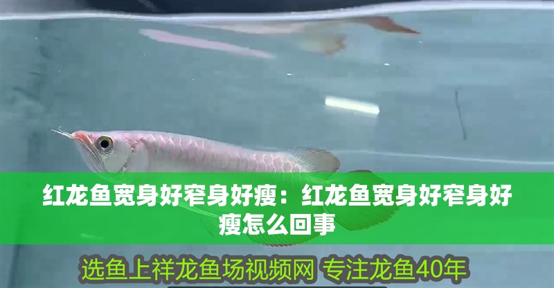 紅龍魚寬身好窄身好瘦：紅龍魚寬身好窄身好瘦怎么回事