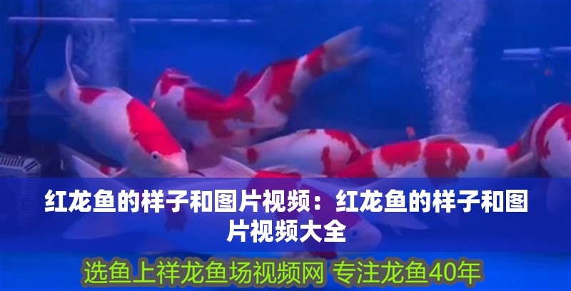 紅龍魚的樣子和圖片視頻：紅龍魚的樣子和圖片視頻大全