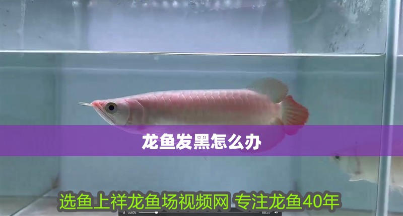 龍魚發(fā)黑怎么辦
