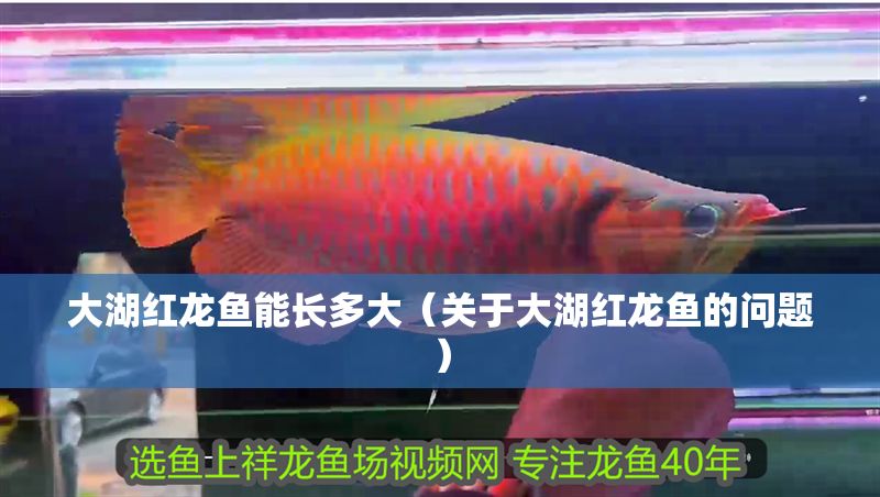 大湖紅龍魚能長多大（關于大湖紅龍魚的問題）