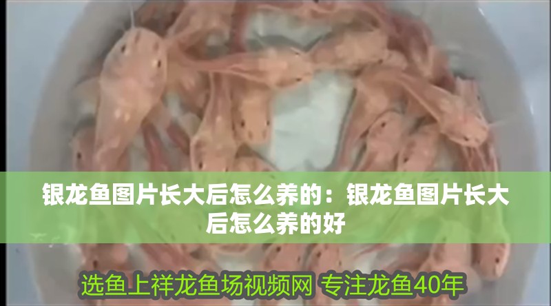 銀龍魚圖片長大后怎么養(yǎng)的：銀龍魚圖片長大后怎么養(yǎng)的好 銀龍魚圖片長大后怎么養(yǎng)的：銀龍魚圖片長大后怎么養(yǎng)的好 水族問答